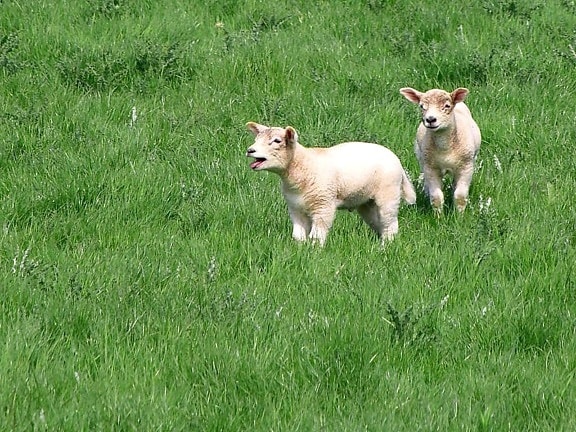 羊羔, 绵羊