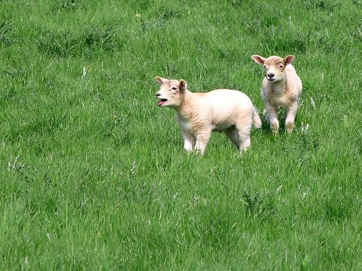 lambs, sheep