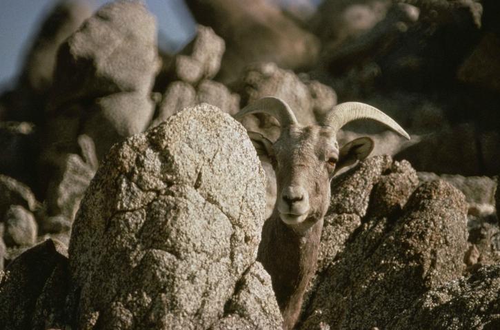 полуостров, bighorn овец, стоя, рок, ovis canadensis, Ка́рликовый