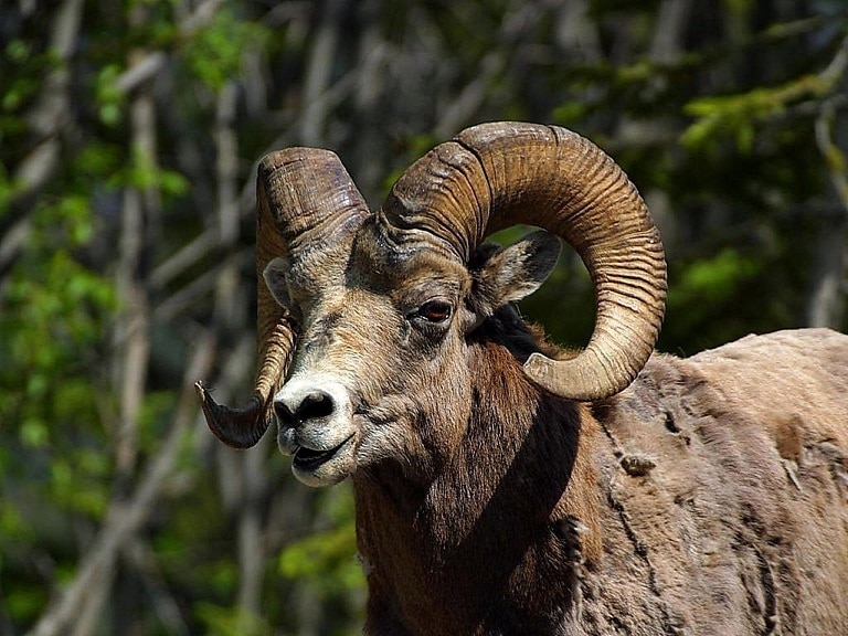 Free Picture: Rocky, Mountain, Bighorn, Sheep