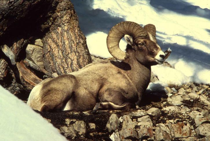 rocoso, montaña, carnero con grandes cuernos, ovejas, macho, ciervo, animal