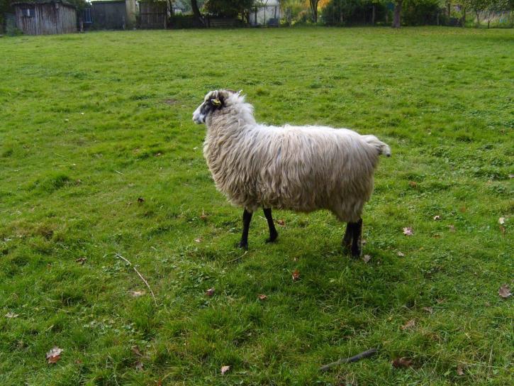 cừu, động vật, cỏ
