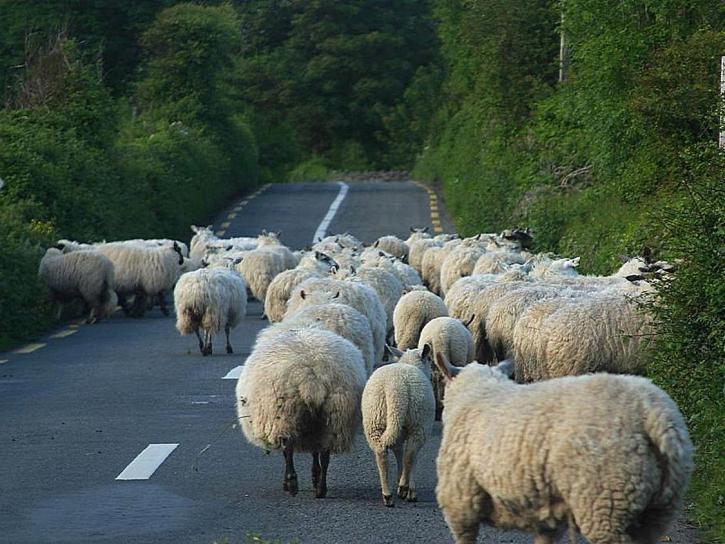 sheep, roads, lambs