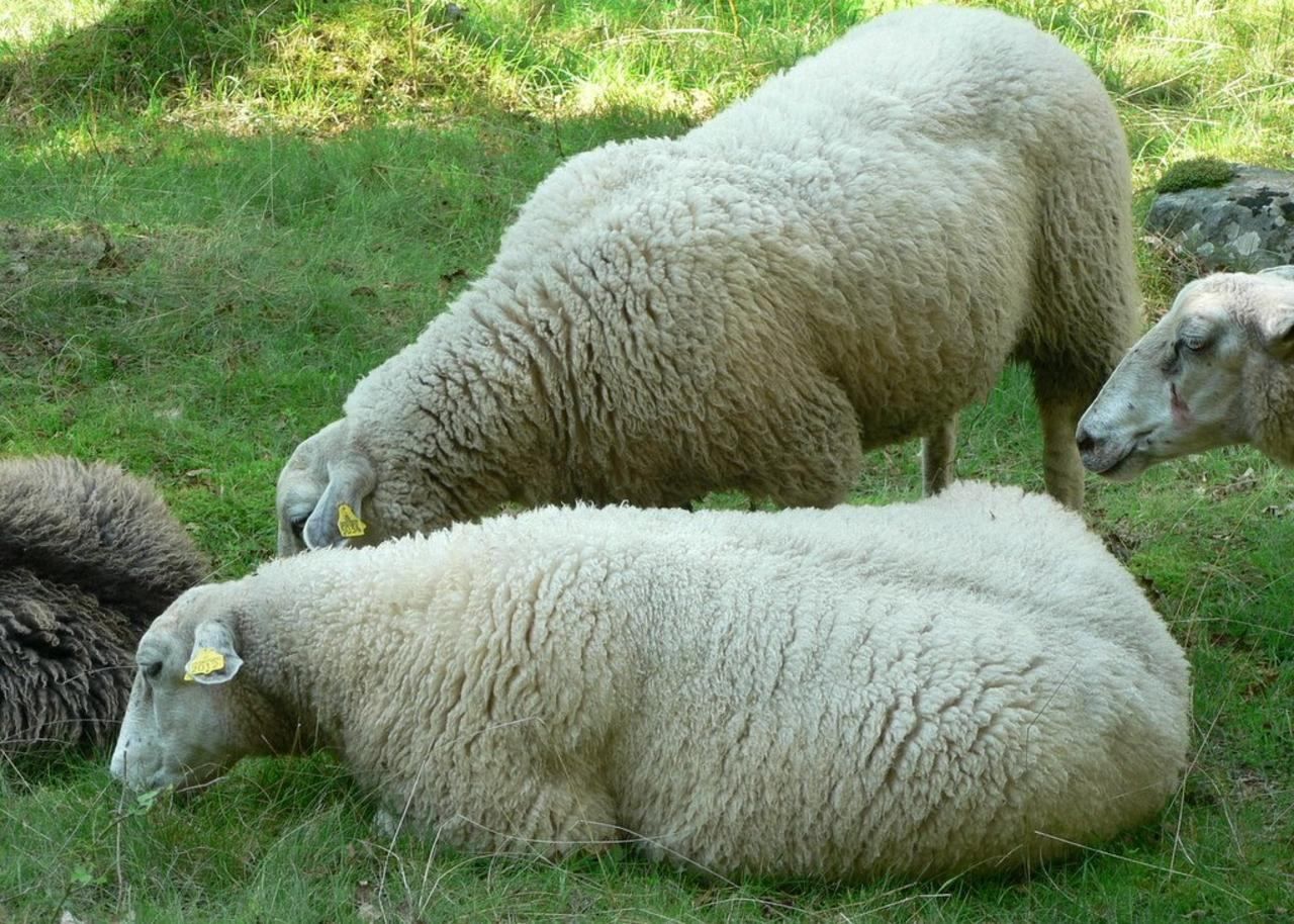 Окот ягнят. Латвийская темноголовая порода овец. Суягные овцы.