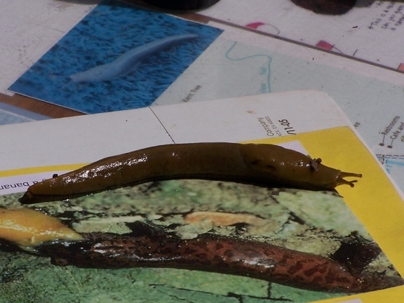 banana, slugs