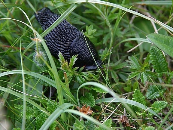 black, slug, grass