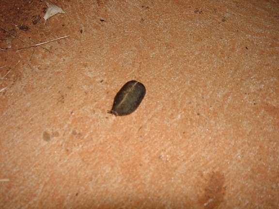 dead, leaf, slug