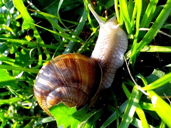 European, garden, snail