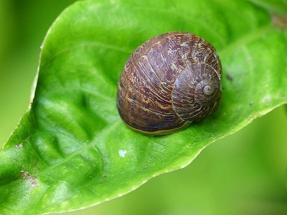 garden, snails