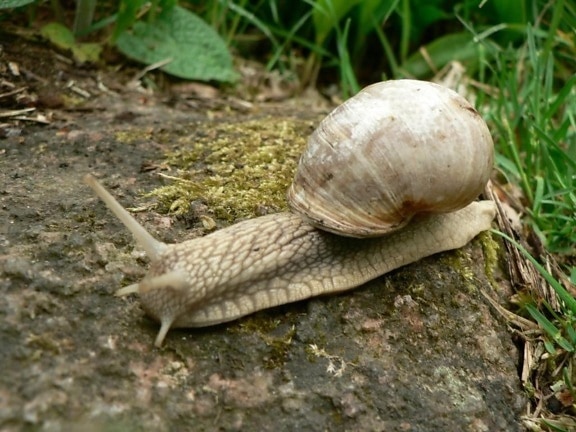 roman, snail