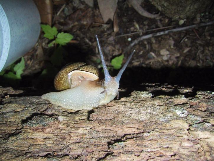 snail, animal