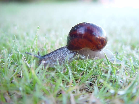 snail, dewey, grass, carramar