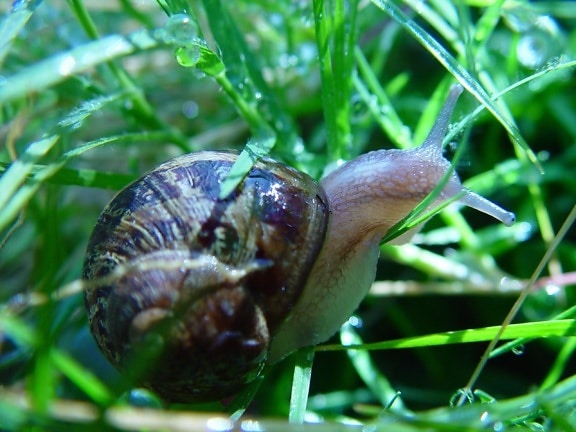 snail, grass