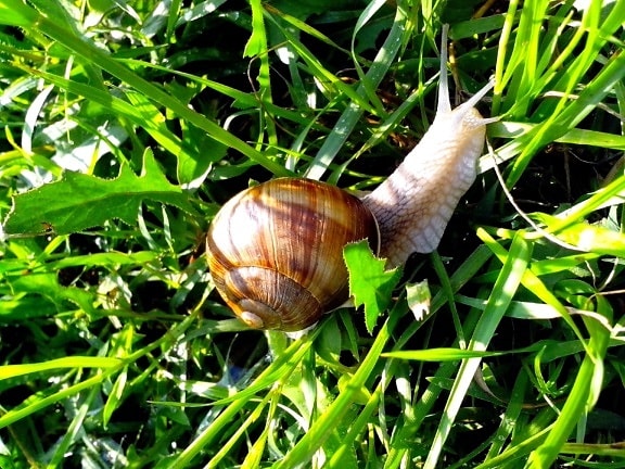 snail, grass, leaves