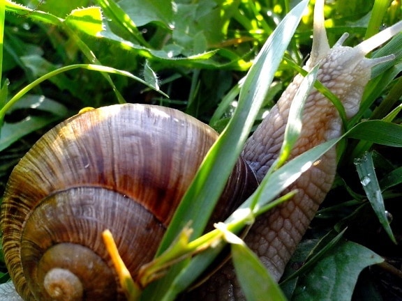 snail, grass, up-close, photo