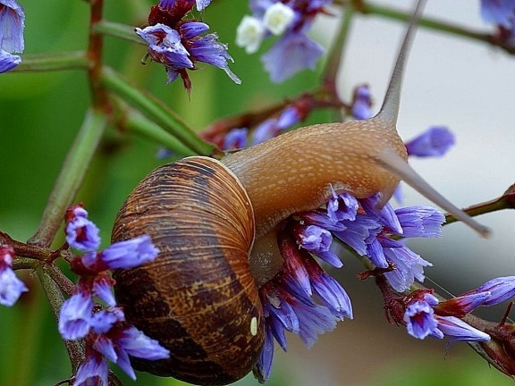 snail, tree