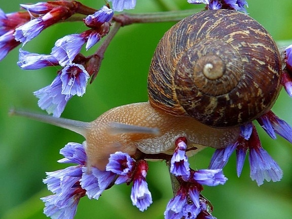 snail, flowers