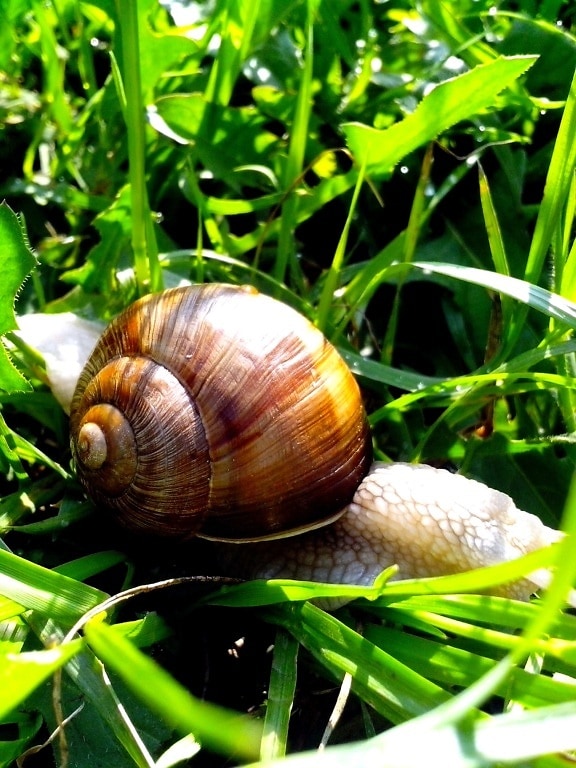 white, brown, garden, snail