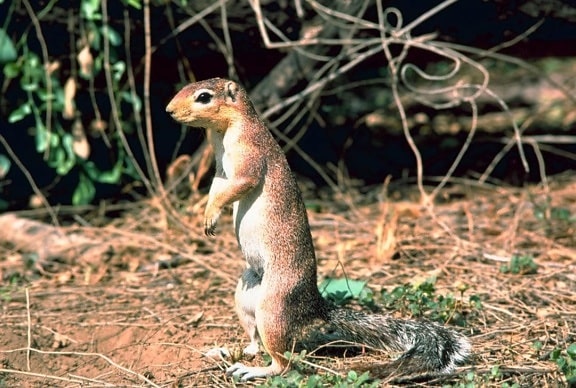 African, ground, squirrel