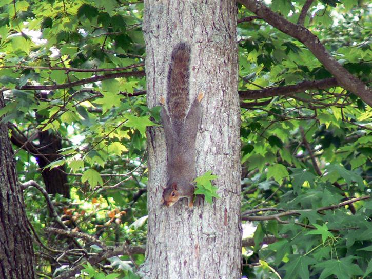 gris, écureuil, arbre, sciurus, carolinensis
