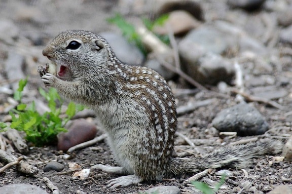 mexican, ground, squirrel, ictidomys, mexicanus