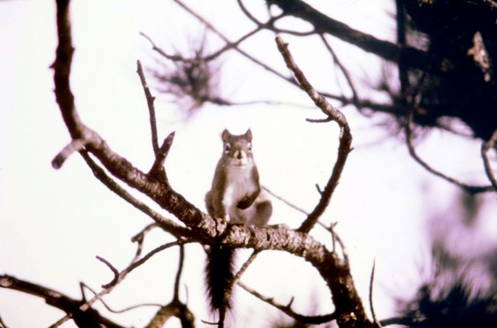 pine, squirrel, tamiasciurus hudsonicus