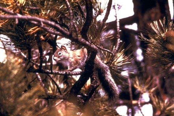 Pine, egern, tamiasciurus hudsonicus, dyr, pattedyr