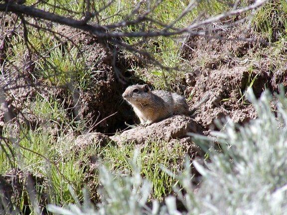 Idaho, jorden, egern, native, habitat, graver sig ned