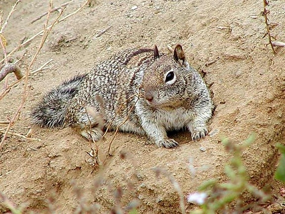 écureuil, terre, sable