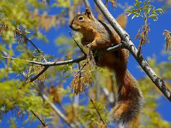 squirrel, trees