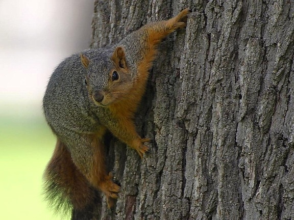 squirrel, tree