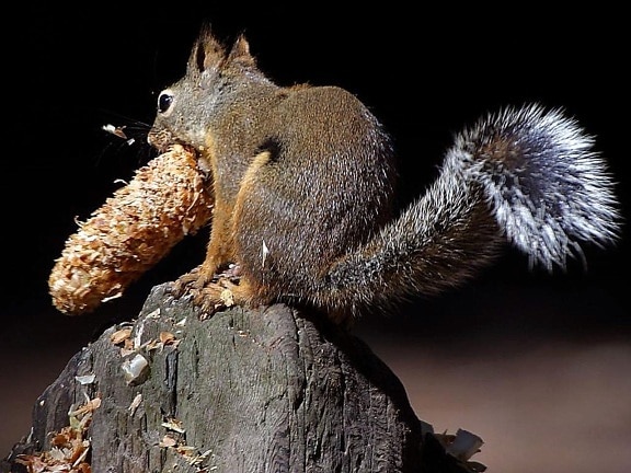 écureuils, manger, queues, pinecones