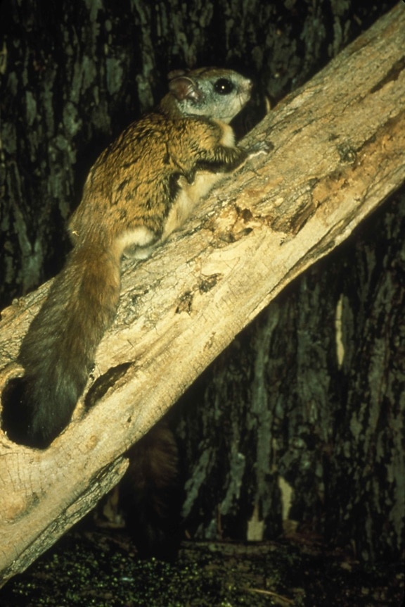 Virginia északi repülő mókus, fa, glaucomys, sabrinus, fuscus