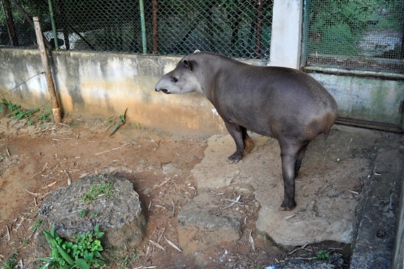 tapir, grande, herbívoro, mama