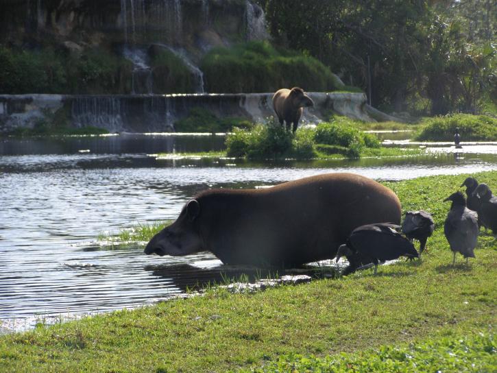 tapir, uzimanje, umočiti