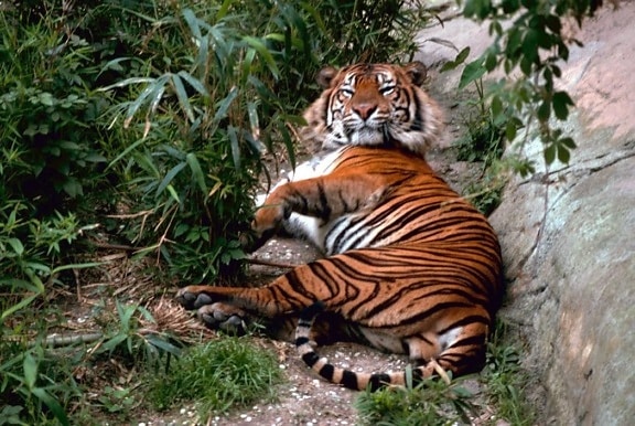 Bengal, tiger