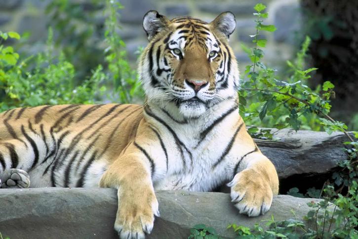 Сибирски тигър panthera, Тигър, altaica, бозайници, хищници, felida