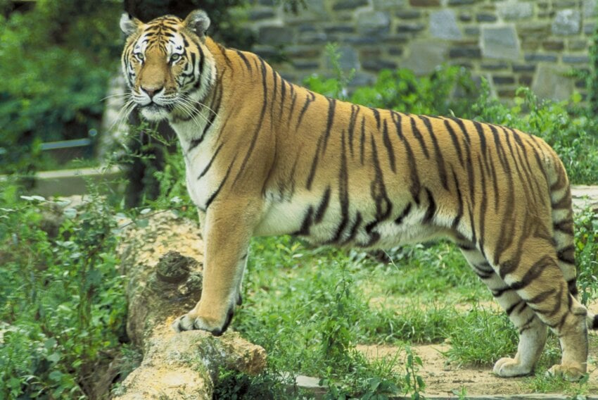 Image libre: tigre, Panthera, tigris