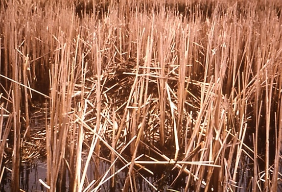 typical, muskrat, house, camouflaged, reeds, little, otter, creek, vermont