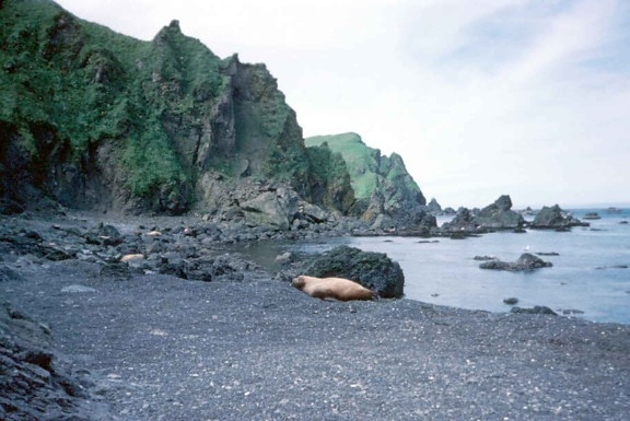 alone, walrus, beach, laying