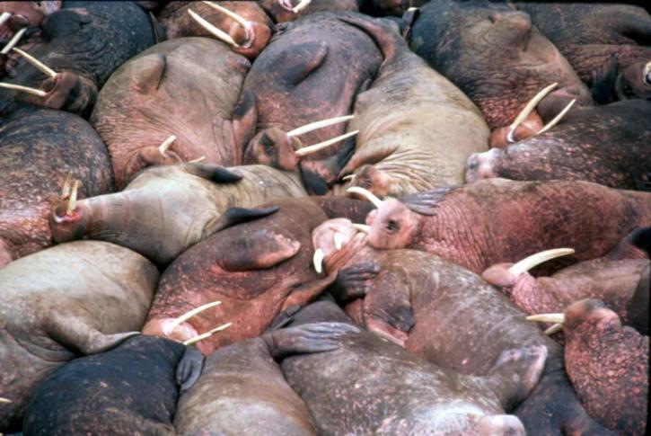 group, walrus, animals, crammed, side