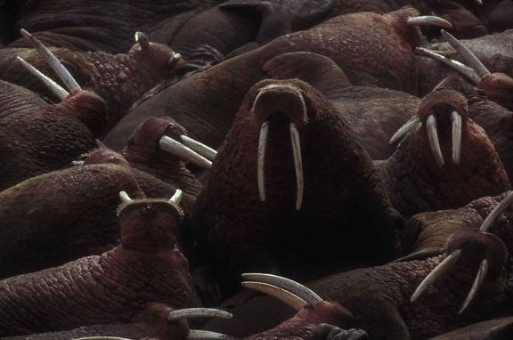 group, walrus, odobenus rosmarus
