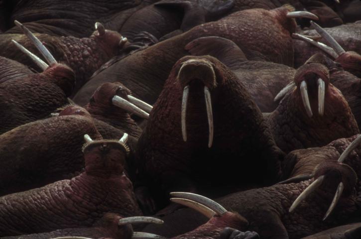 group, walruses, odobenus rosmarus