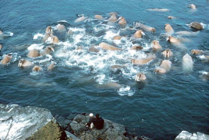 стадо, моржове, вода, odobenus rosmarus