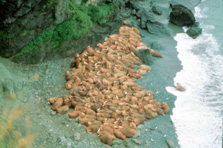 ร้อย walruses รวบรวม ชายหาด