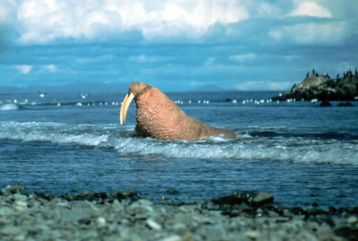 male, walrus, water, lifted, head, proudly, large, tusks
