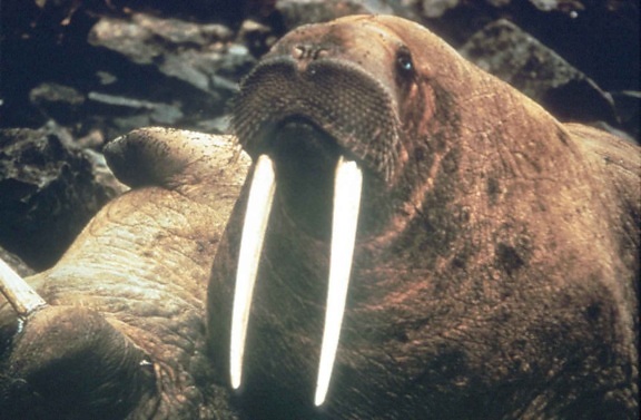 odobenus rosmarus, male, walrus, head