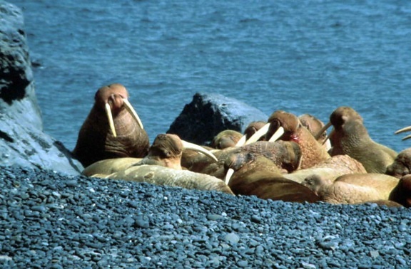 odobenus rosmarus, walruses, beach