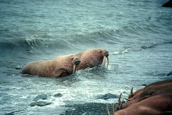 pair, walrus, animals, male, female, odobenus rosmarus