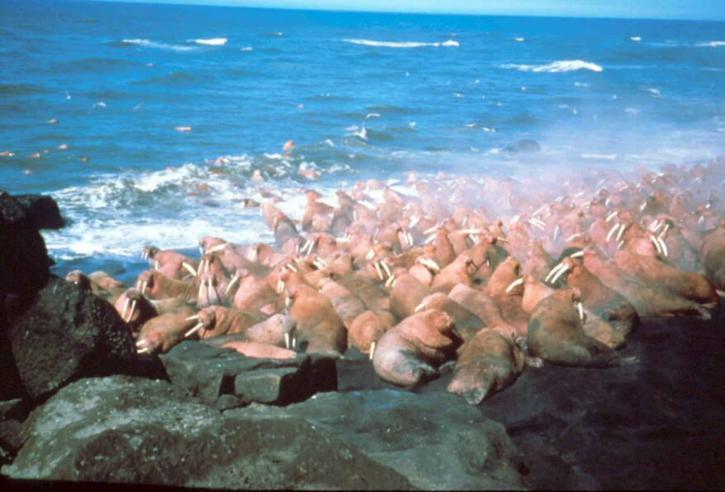 thousands, walrus, animals, shore, side